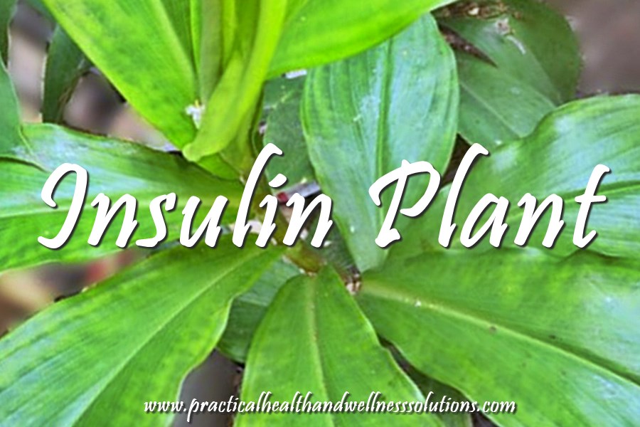 insulin plant leaves,natural Remedy Anti-Oxidant,100 Grams fresh Bonus 