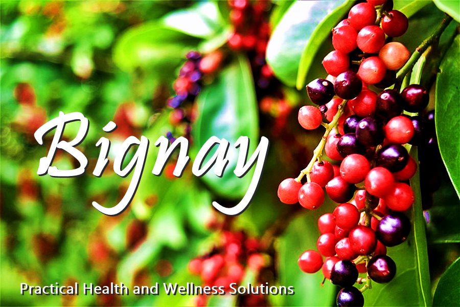 15 BIGNAY FRUIT BENEFITS AND RISK | Antidesma bunius